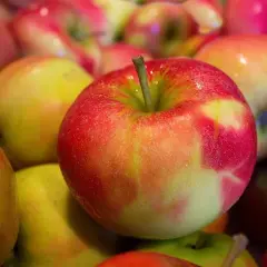 Gros plan sur des pommes rouges et jaunes, rappelant l'origine de l'expression "tomber dans les pommes".