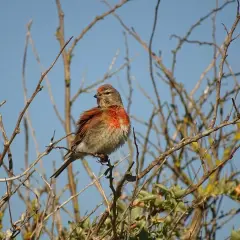 Un linotte def, perché sur une branche, arbore un plumage roux vif sur la poitrine et la tête, contrastant avec le ciel bleu.