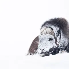 Buffle musqué enfoui dans la neige, le visage couvert de givre. On dirait un vent à décorner les boeufs dans ce paysage blanc immaculé.