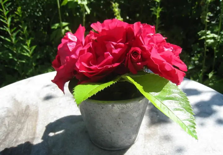 Un bouquet de roses rouges éclatantes dans un pot en métal, avec un poteau rose en arrière-plan.