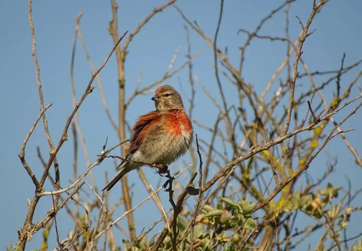 Un linotte def, perché sur une branche, arbore un plumage roux vif sur la poitrine et la tête, contrastant avec le ciel bleu.