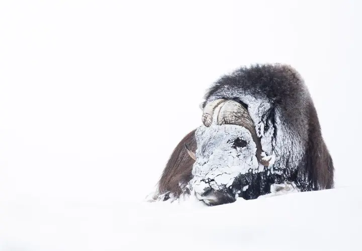 Buffle musqué enfoui dans la neige, le visage couvert de givre. On dirait un vent à décorner les boeufs dans ce paysage blanc immaculé.