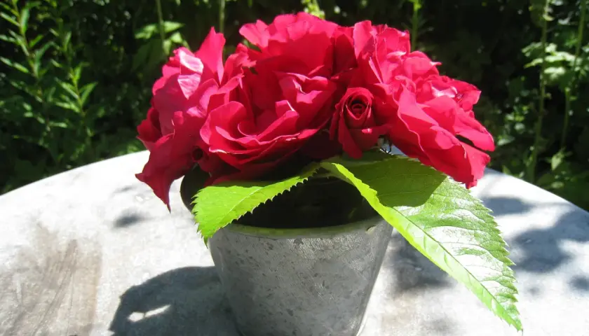 Un bouquet de roses rouges éclatantes dans un pot en métal, avec un poteau rose en arrière-plan.