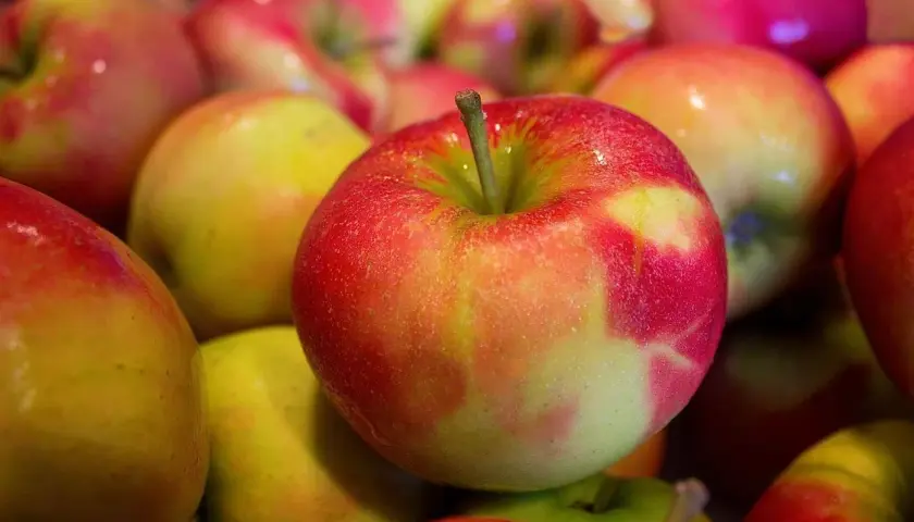 Gros plan sur des pommes rouges et jaunes, rappelant l'origine de l'expression "tomber dans les pommes".