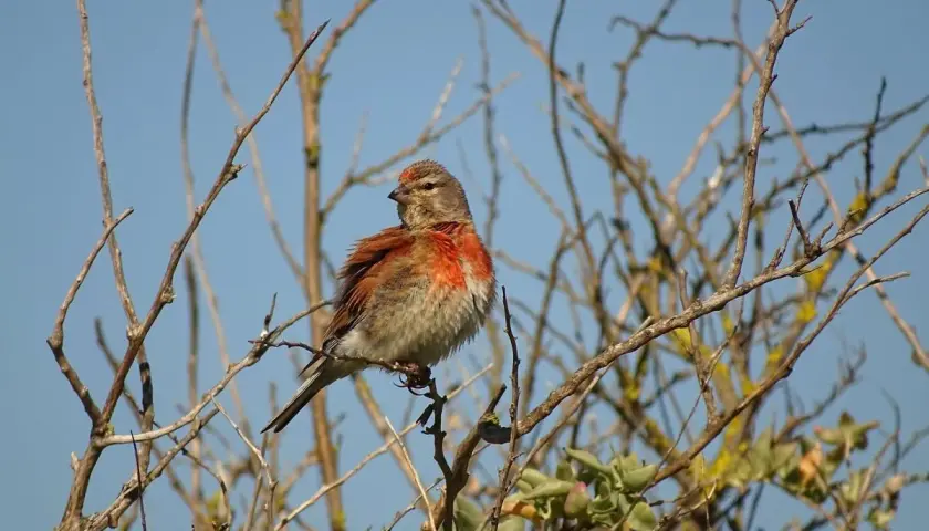 Un linotte def, perché sur une branche, arbore un plumage roux vif sur la poitrine et la tête, contrastant avec le ciel bleu.