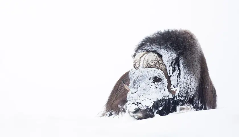 Buffle musqué enfoui dans la neige, le visage couvert de givre. On dirait un vent à décorner les boeufs dans ce paysage blanc immaculé.