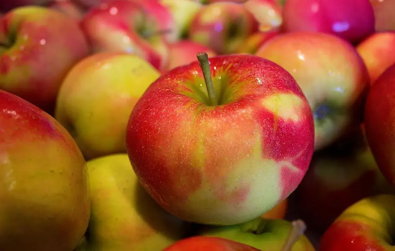 Gros plan sur des pommes rouges et jaunes, rappelant l'origine de l'expression "tomber dans les pommes".