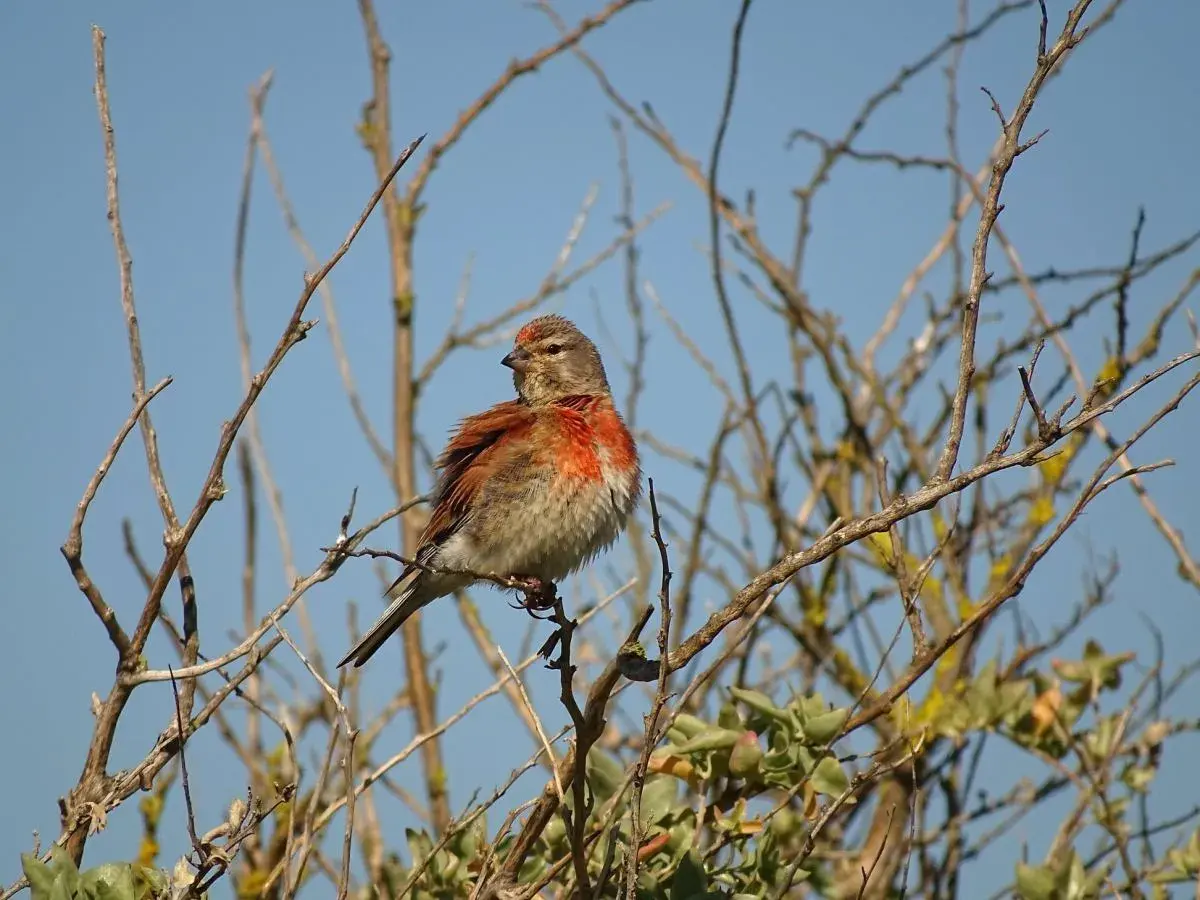 Un linotte def, perché sur une branche, arbore un plumage roux vif sur la poitrine et la tête, contrastant avec le ciel bleu.