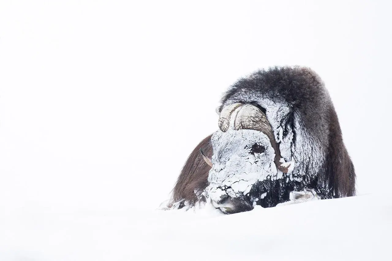 Buffle musqué enfoui dans la neige, le visage couvert de givre. On dirait un vent à décorner les boeufs dans ce paysage blanc immaculé.