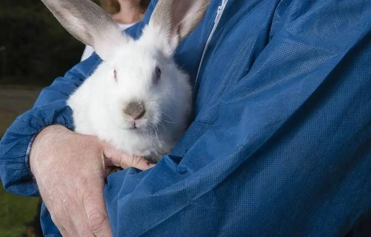 Un homme en blouse bleue tient un grand lapin blanc. Il ne va pas lui poser un lapin, mais le câliner.