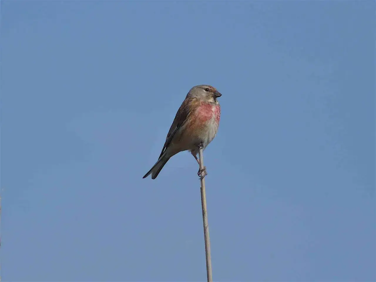 Linotte def. Un petit oiseau aux plumes roses et grises perch&eacute; sur une tige fine, le ciel bleu en arri&egrave;re-plan.