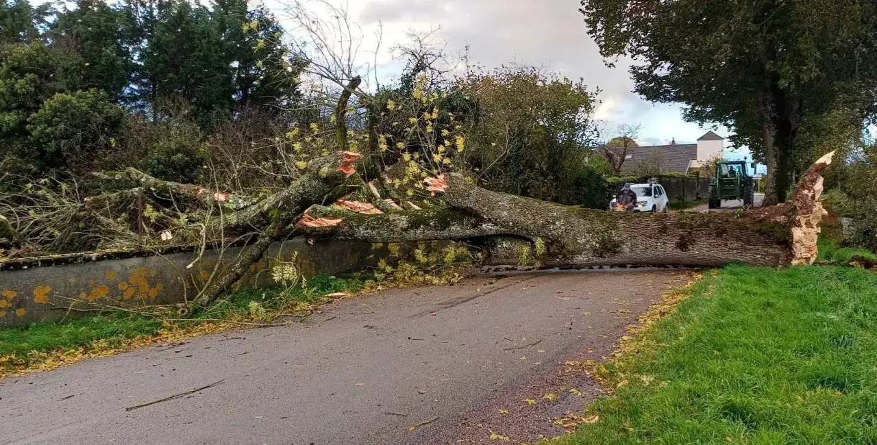 Un arbre monumental est tombé sur la route, bloquant le passage. Un tracteur et une voiture sont visibles, signe qu'on tente de dégager les lieux après un vent à décorner les boeufs.