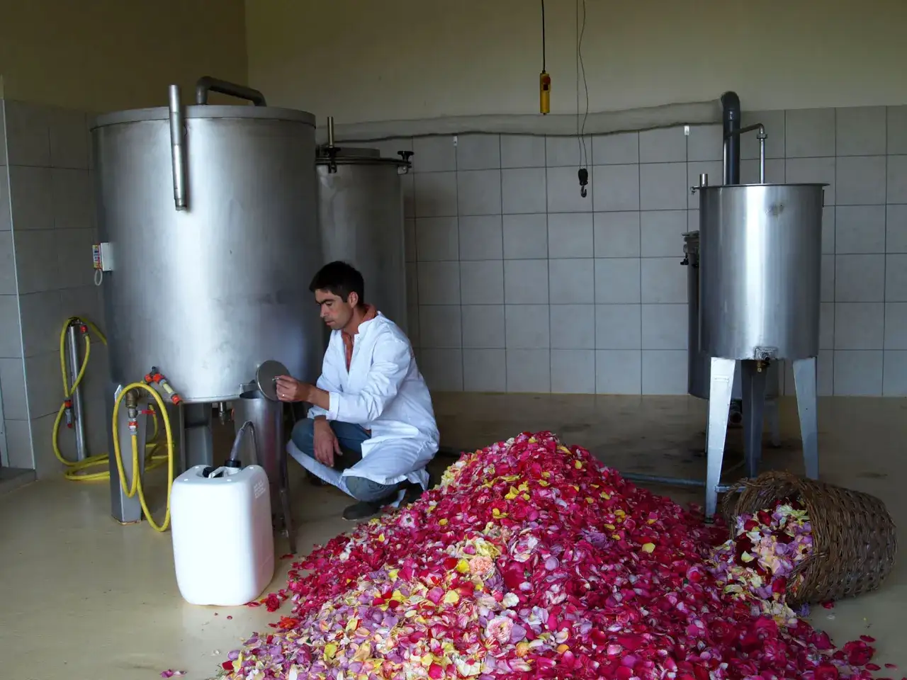 Un homme en blouse blanche travaille près de cuves, entouré d'une montagne de pétales de roses, prêts pour l'expression de l'eau de rose.